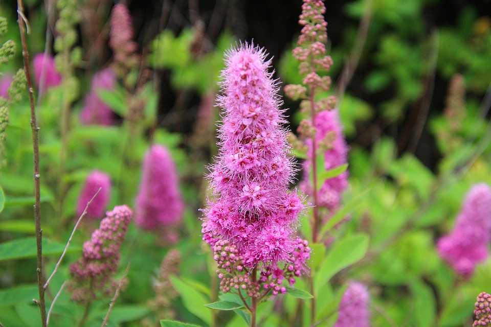 Flower, Plant, Purple loosestrife image