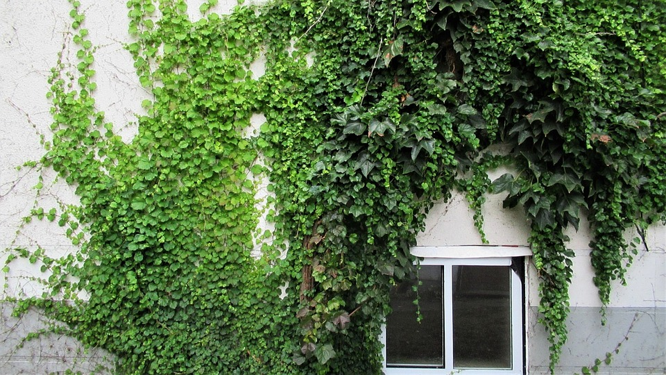 Creeper plant, Vine, Wall image
