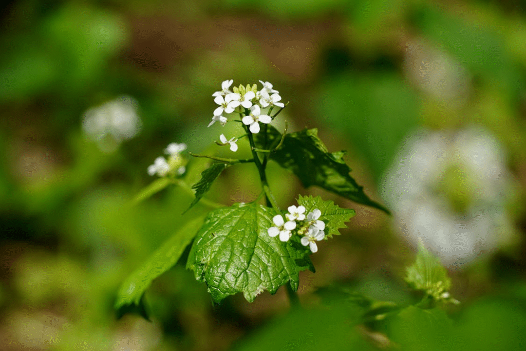 garlic mustard flower, photo