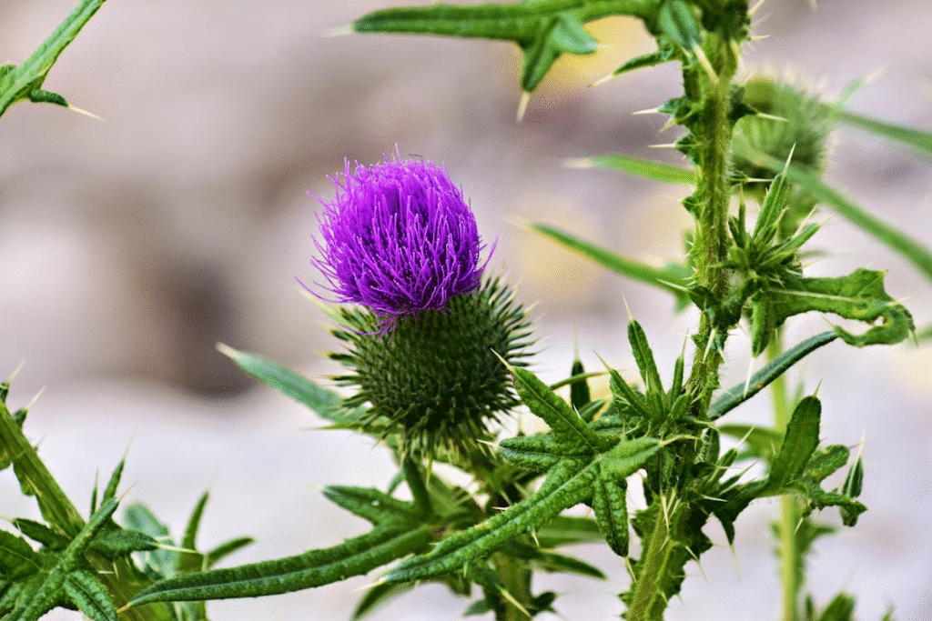 Close-Up of a Vibrant Purple Thistle Flower