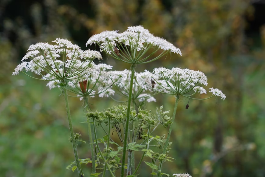 Giant Hogweed plant growing, image