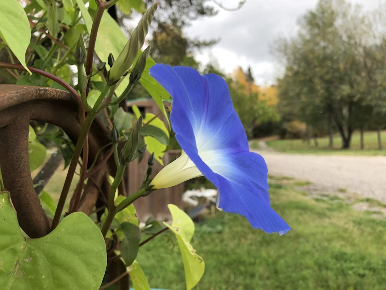 “Heavenly Blue” morning glory, image