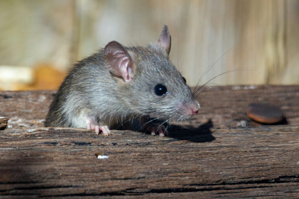 rats