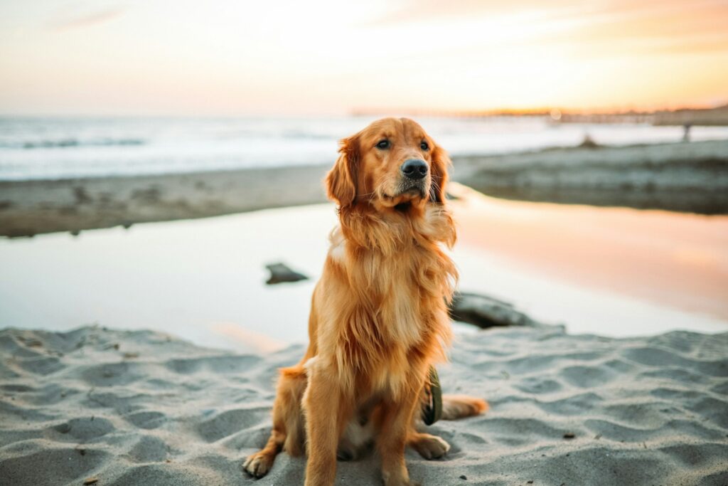 adult dog sitting on white sand near seashore

