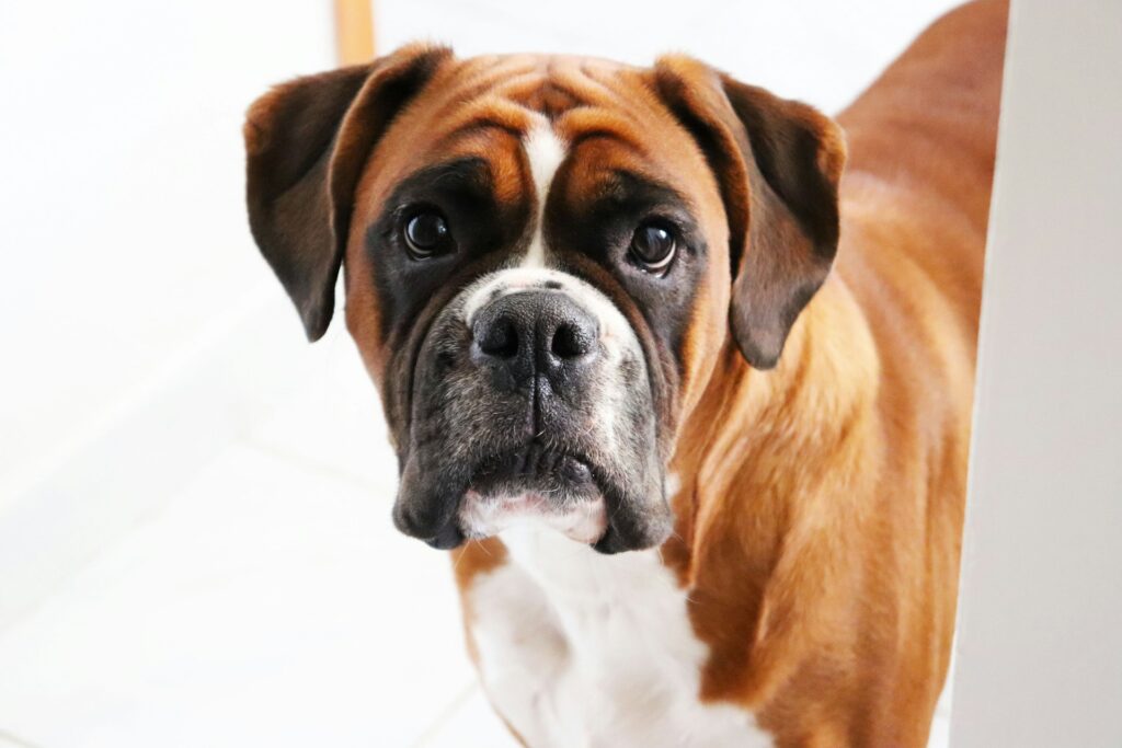 short-coated brown and black dog in close-up photo
