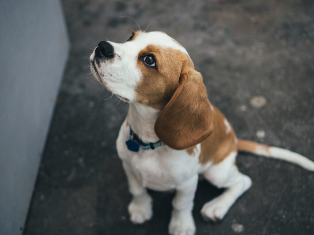 white and brown Beagle

