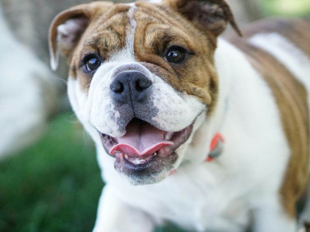 short-coated brown and white dog
