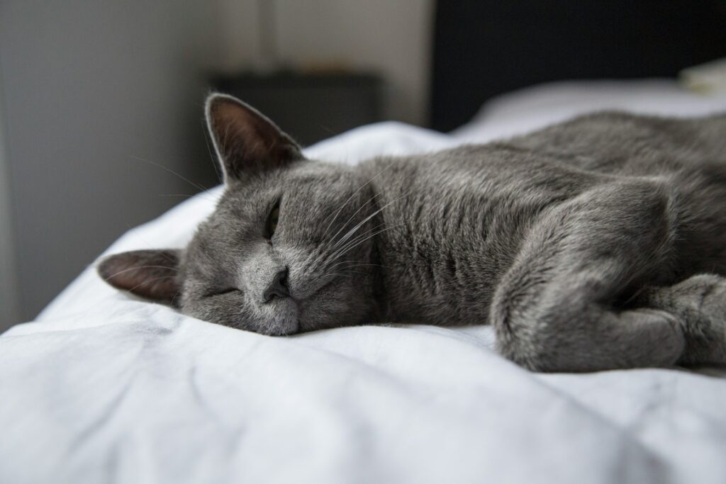 silver tabby cat lying on white textile
