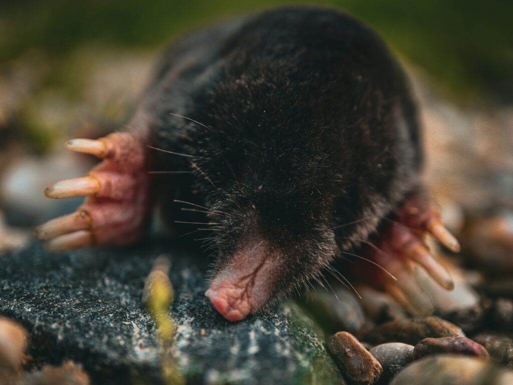 moles