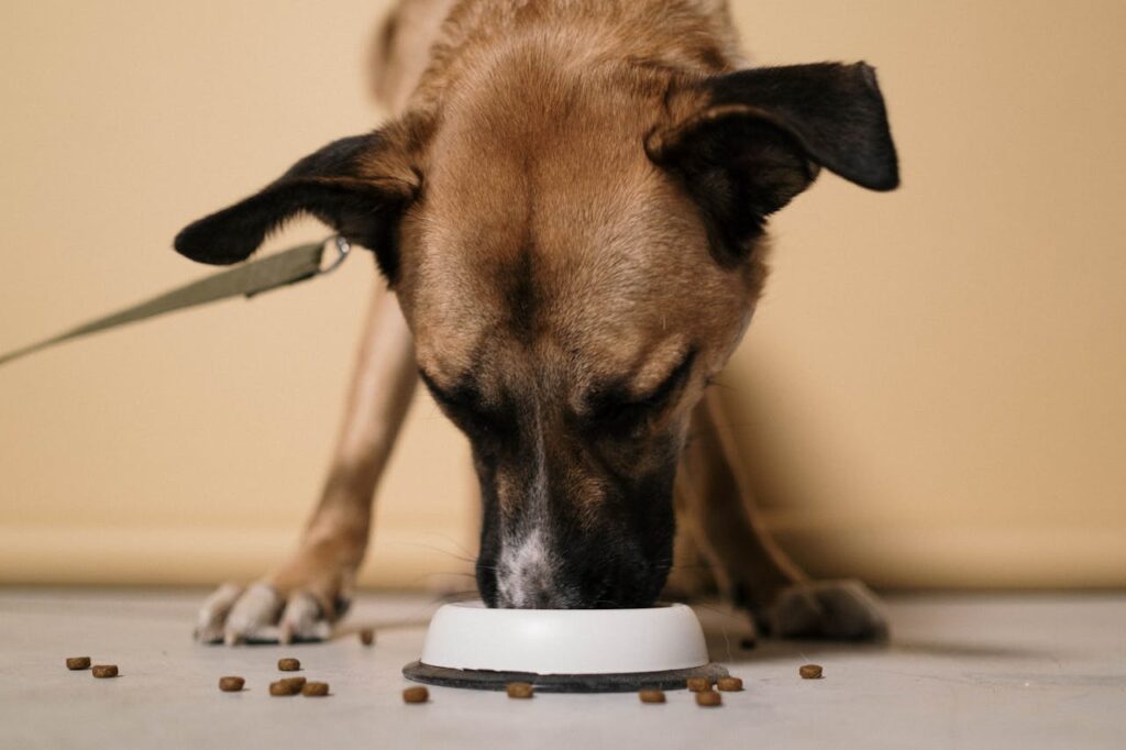 Close Up Shot of a Dog Eating
