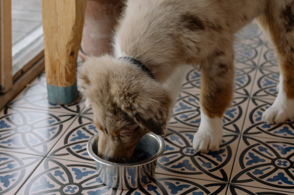 A Brown Dog Eating Its Food
