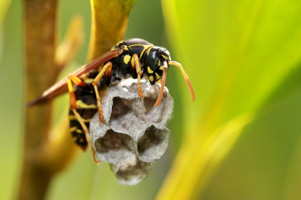 Wasps