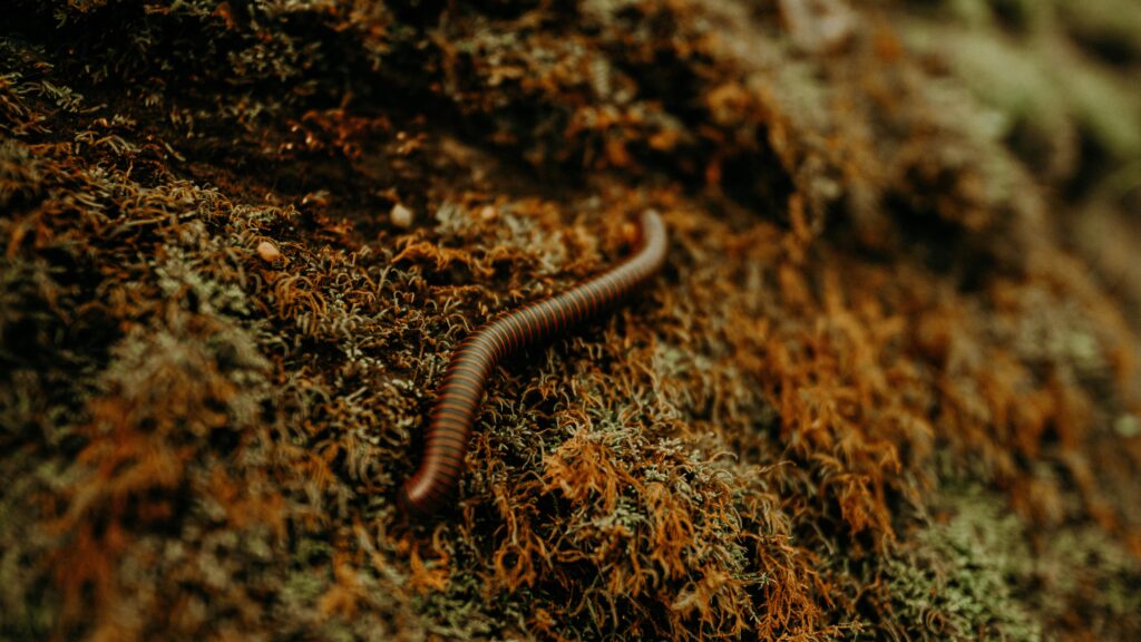 Earthworm