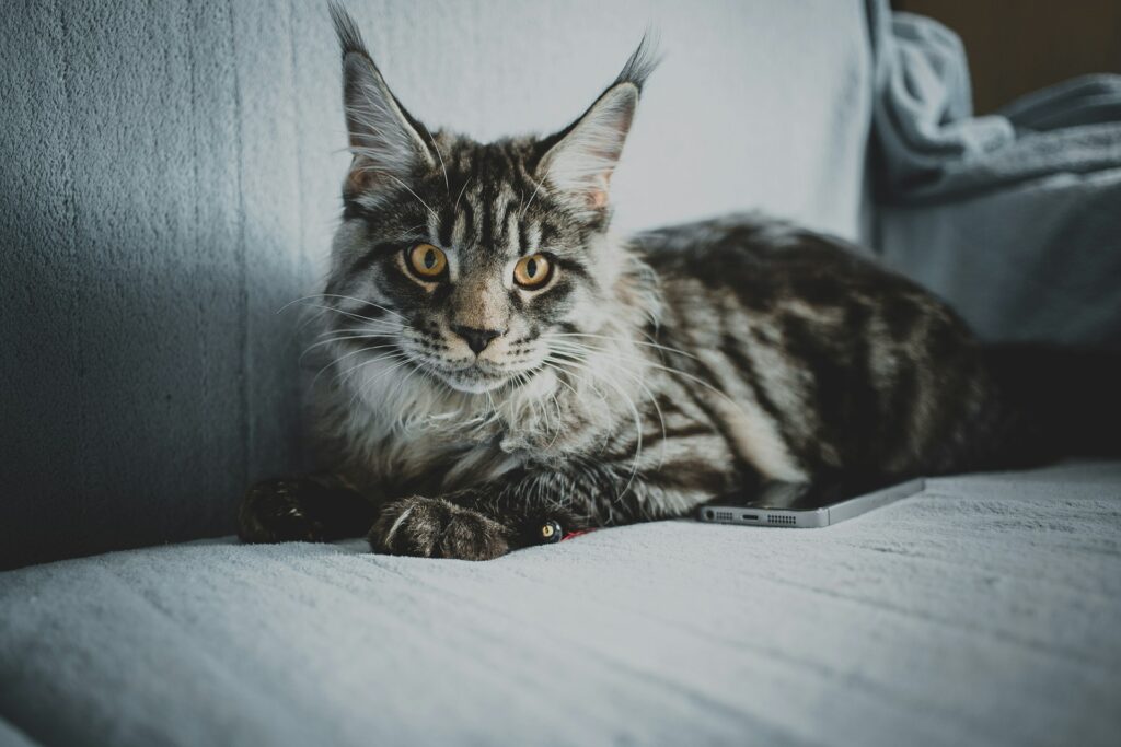 cat lying on sofa
