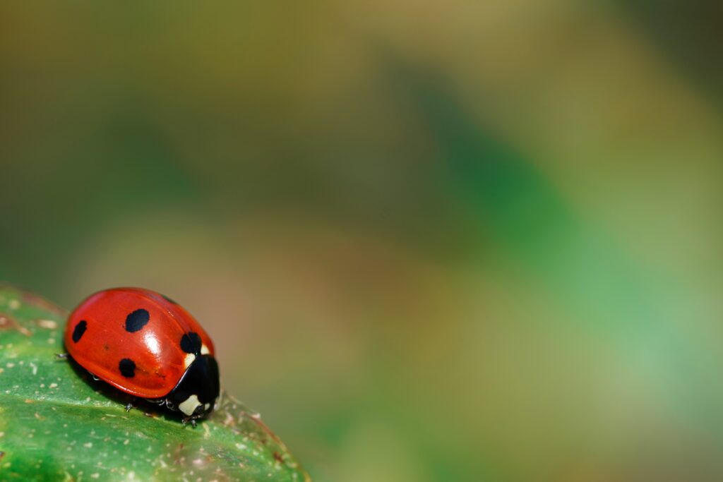ladybug