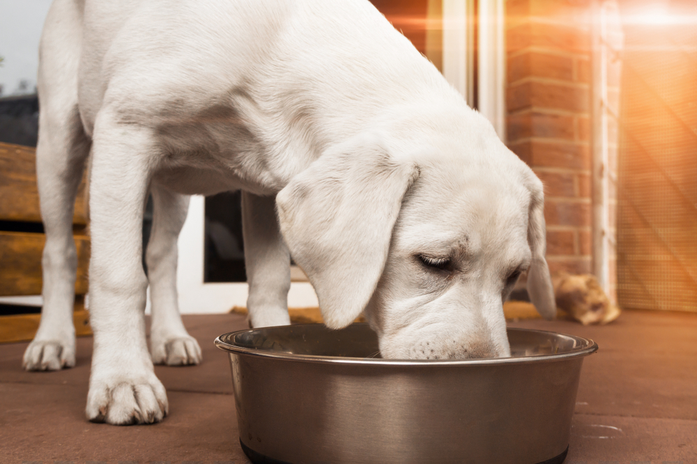young cute white hungry labrador retriever dog puppy eats some meat food out of bowl
