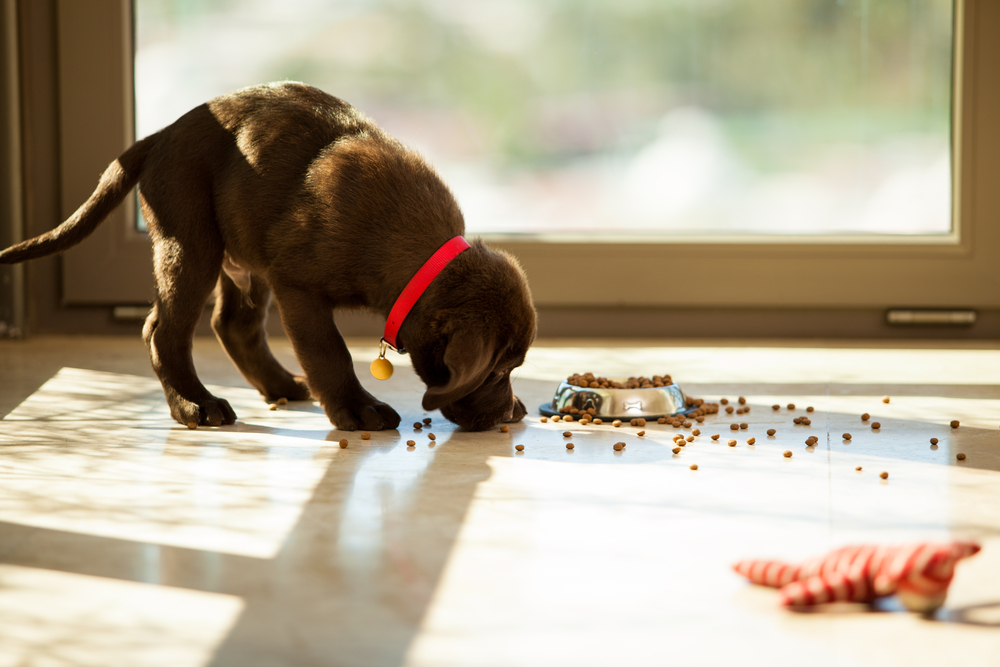 Beautiful brown Labrador eating food from its plate in the living room
