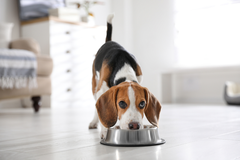 Cute Beagle puppy eating at home. Adorable pet

