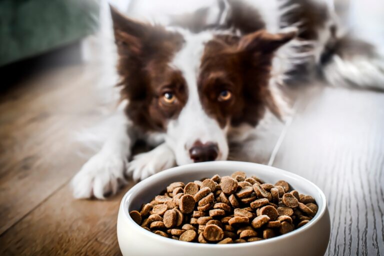 15 Dog Food Brands to Skip & 15 That Keep Pets Healthy - Featured image