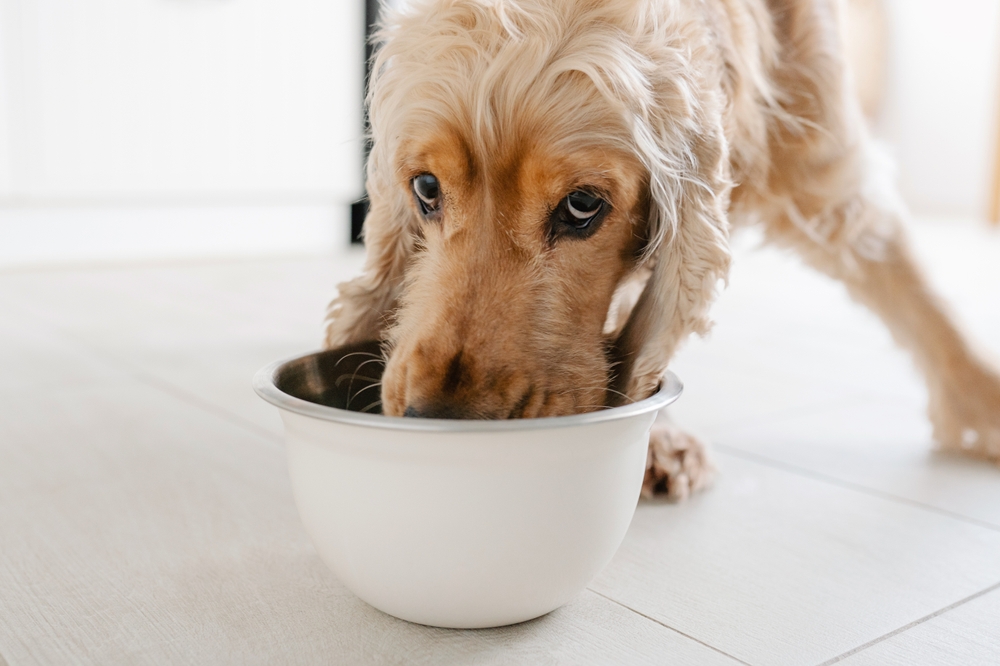 English cocker spaniel dog eating food drinking water from bowl on the floot in the kitchen home
