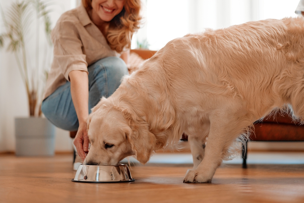 Feeding time! An adult woman brought a bowl of food to her pet Labrador dog. Dog eating dry food from a bowl in the living room at home.
