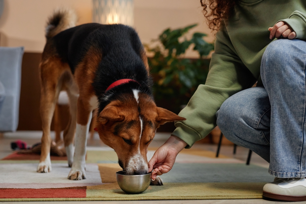 Portrait of cute mixed breed dog drinking water from bowl at home, copy space
