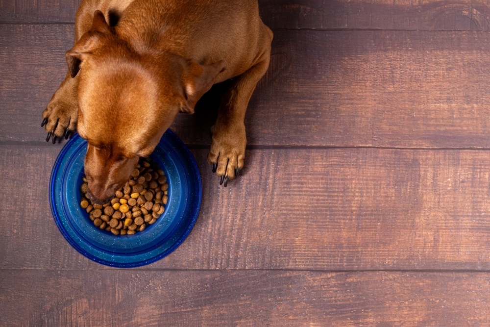 Kibble pet. Dachshund dog waiting to eat his bowl of dry dog food.
