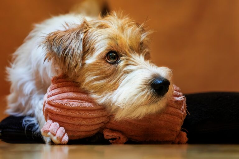 5 Things Dogs Should Never Eat and 5 That Are Good for Them - Featured image