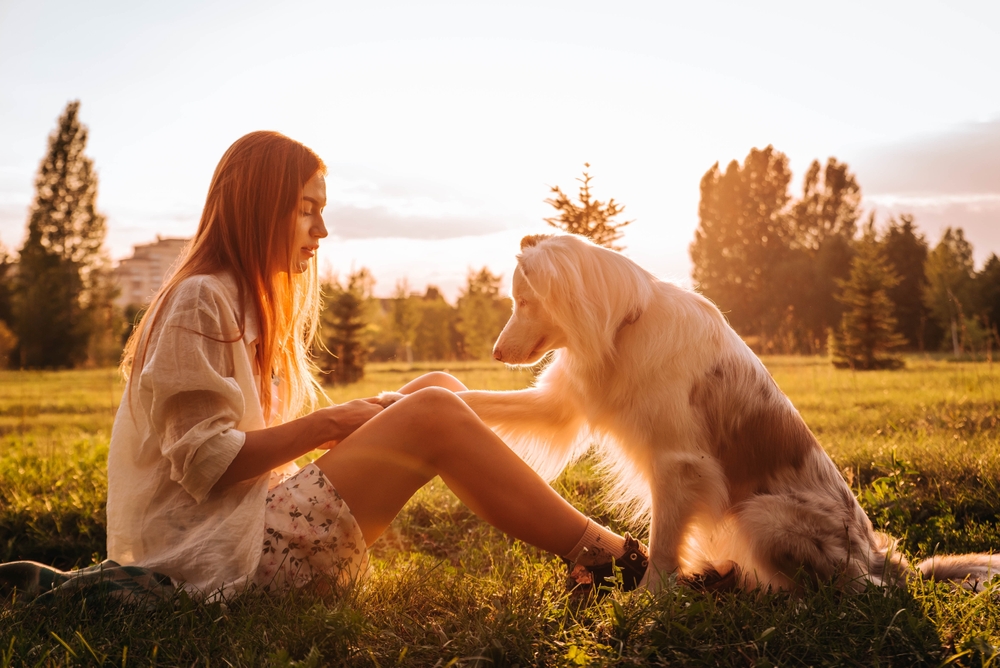 a girl and her Australian Shepherd dog are sitting in the park at sunset. doing tricks and playing with each other