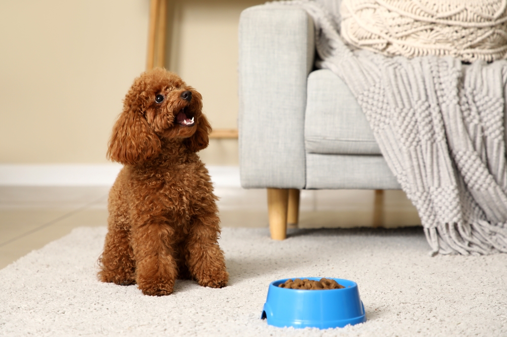 Cute Toy Poodle dog with bowl of food near sofa in living room
