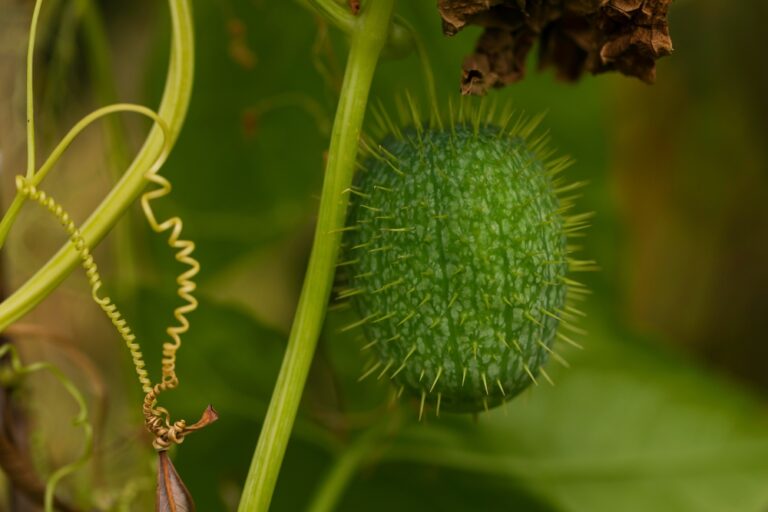 10 Invasive Plants to Eradicate from Your Garden Before It’s Too Late - Featured image