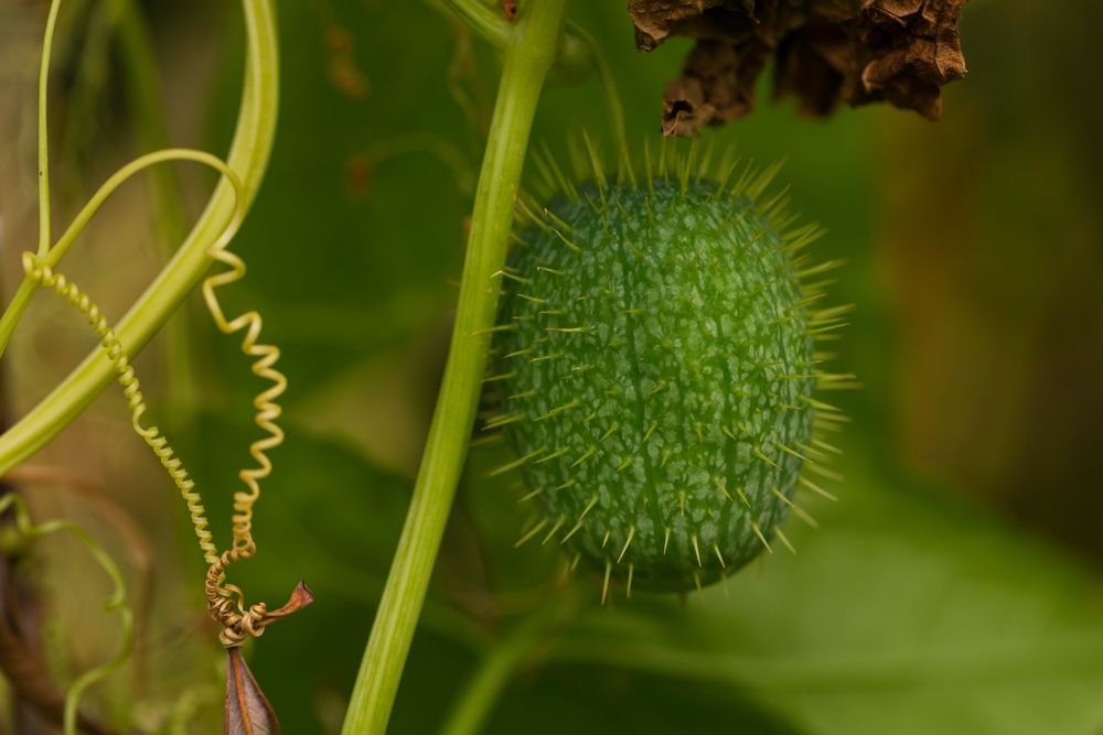 Spiny green gourd of wild cucumber, Echinocystis lobata, hanging on vine among tendrils and leaves, macro nature close-up with selective focus and bokeh, late-summer invasive plant found in meadow or