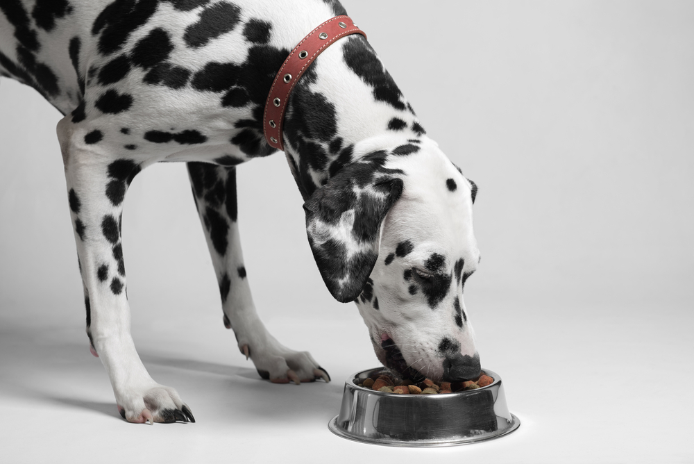 Dalmatian dog eating dry food from a bowl
