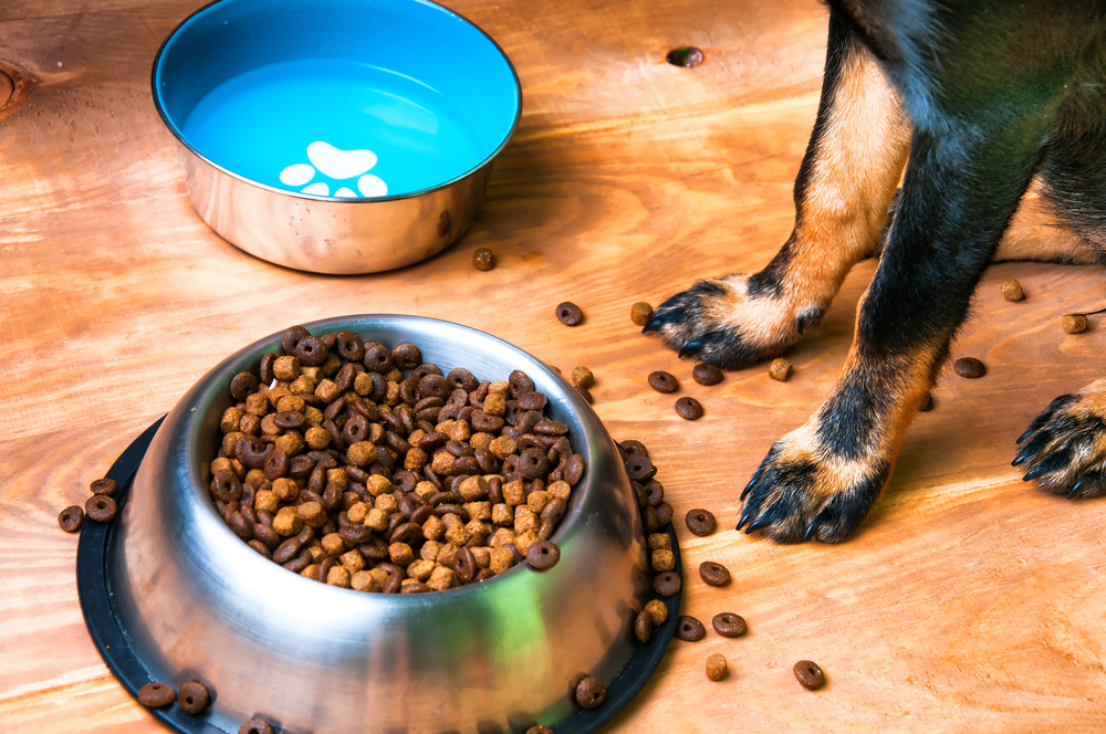 Pets bowl full of food and silhouette of a dog
