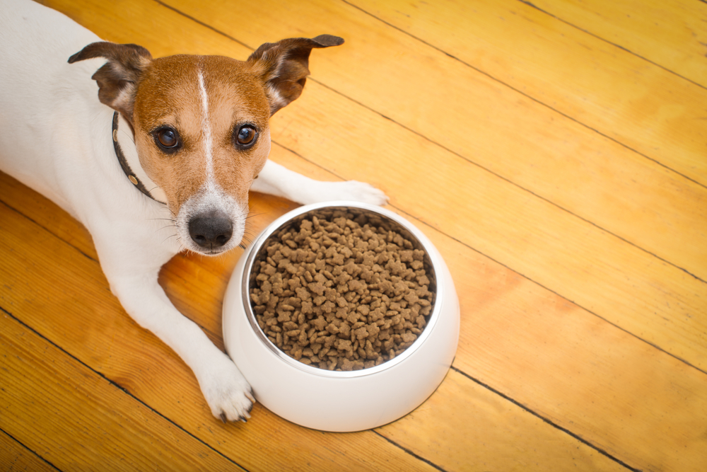 hungry jack russell dog behind food bowl isolated wood background at home and kitchen
