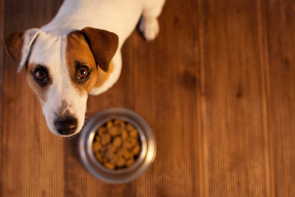 Pet eating food. Dog eats food from bowl
