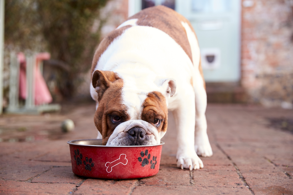 British Bull Dog Eating from Dog Bowl
