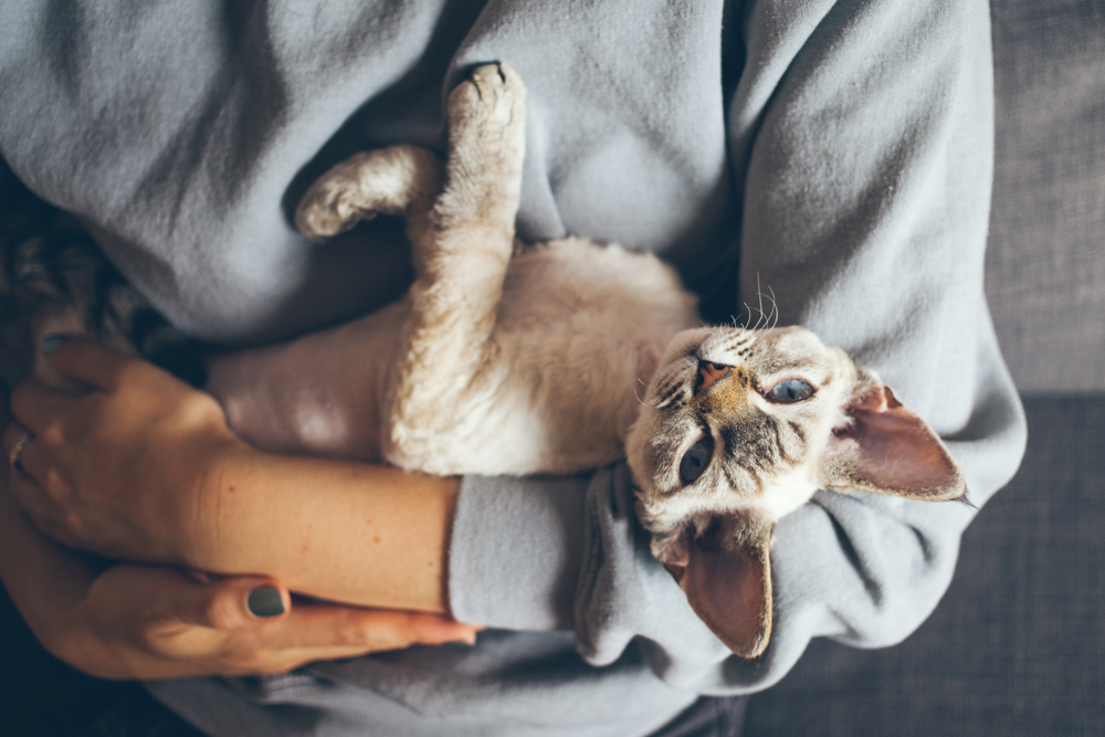 Happy young female spending time with cuddly cat. Woman is holding and hugging cute curious Devon Rex kitty while sitting on the couch at home, lifestyle photo