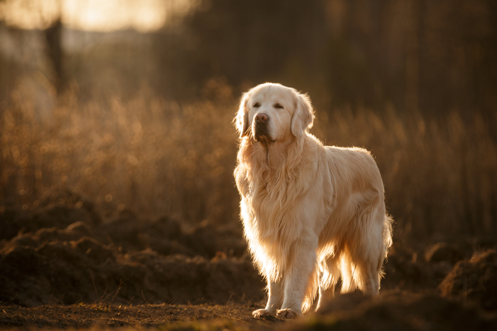 Golden retriever dog standing outdoor in autumn field with beautiful lighting
