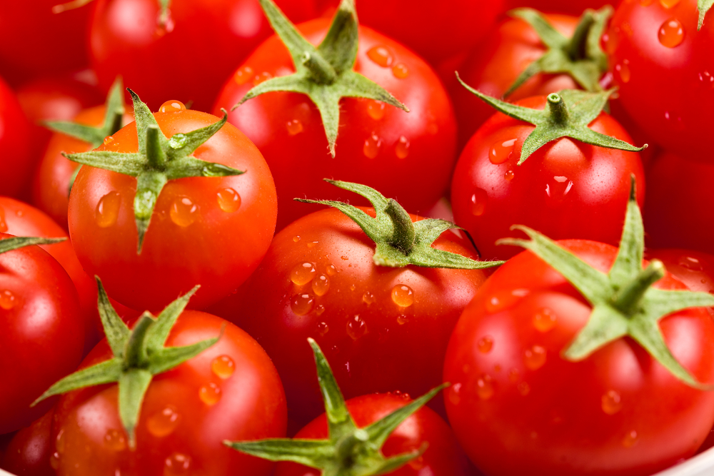 photo of very fresh tomatoes presented on white background

