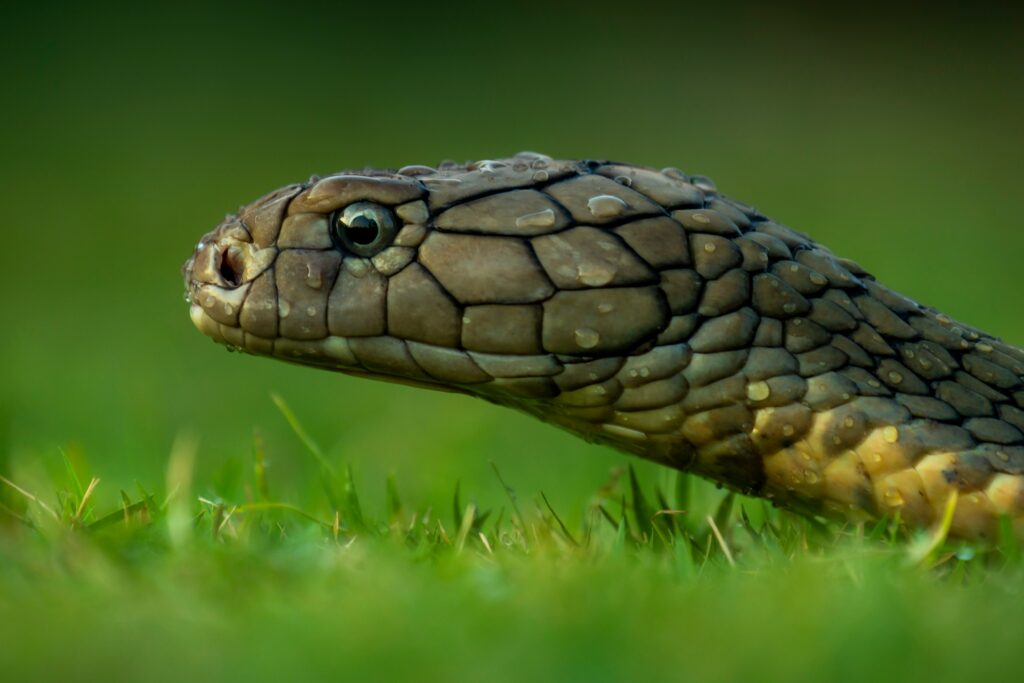 snake