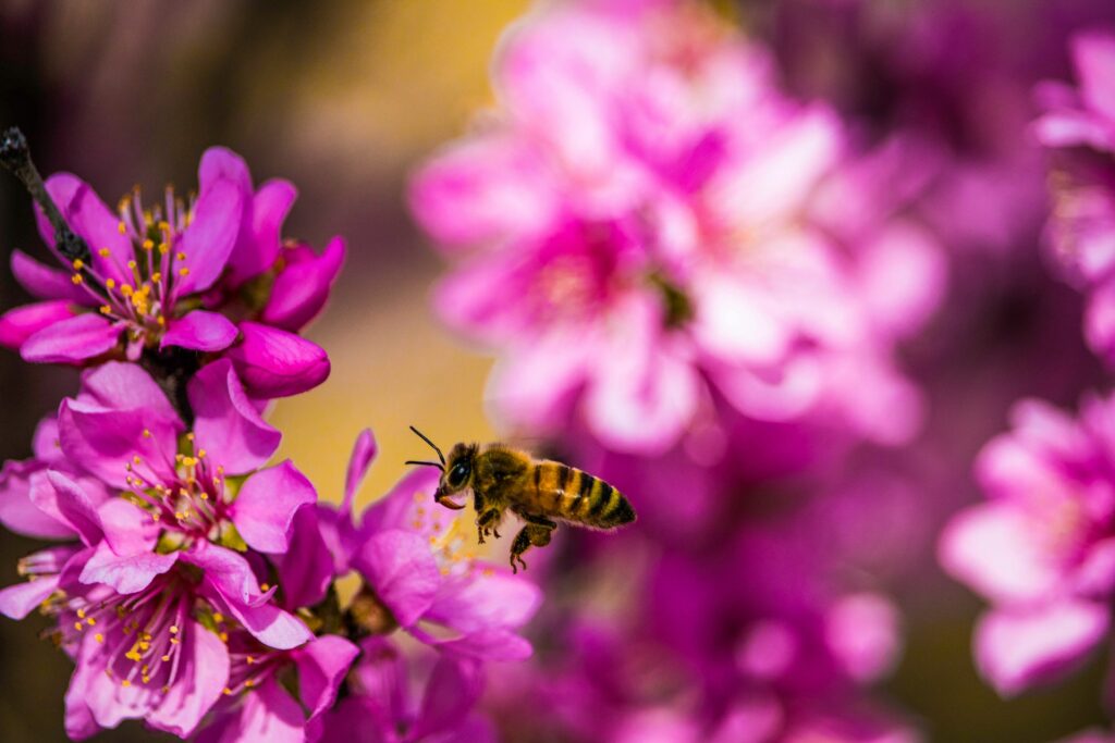 selective focus photography of pink petaled flowers
