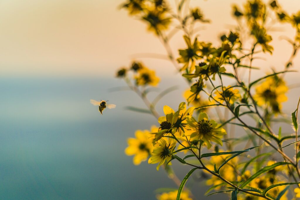 brown bee flying near yellow petaled flower
