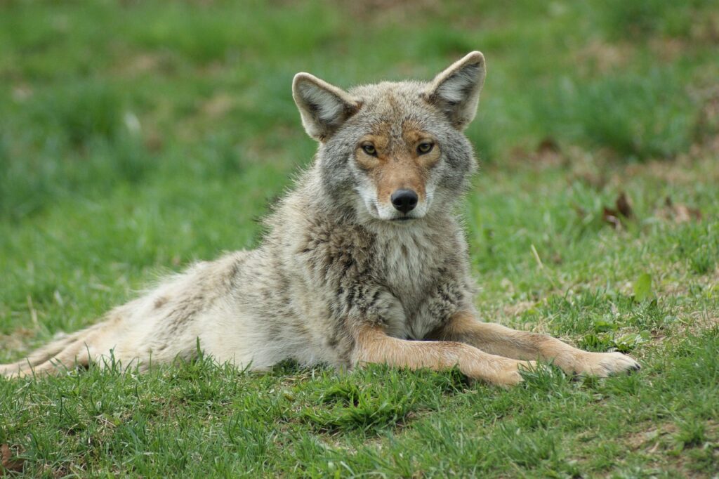Coyote, Animal, Canine image.