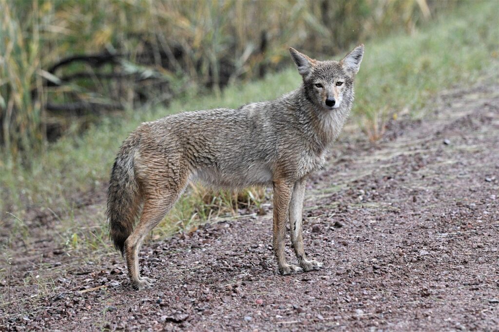 Coyote, Wildlife, Nature image