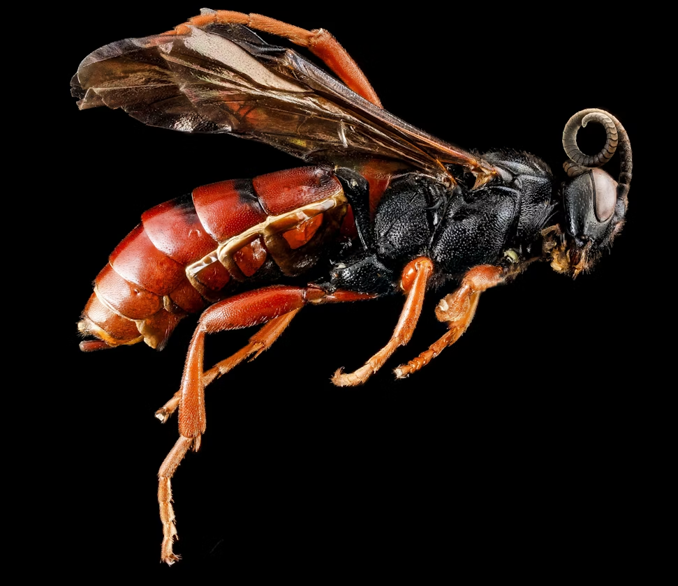 wasp