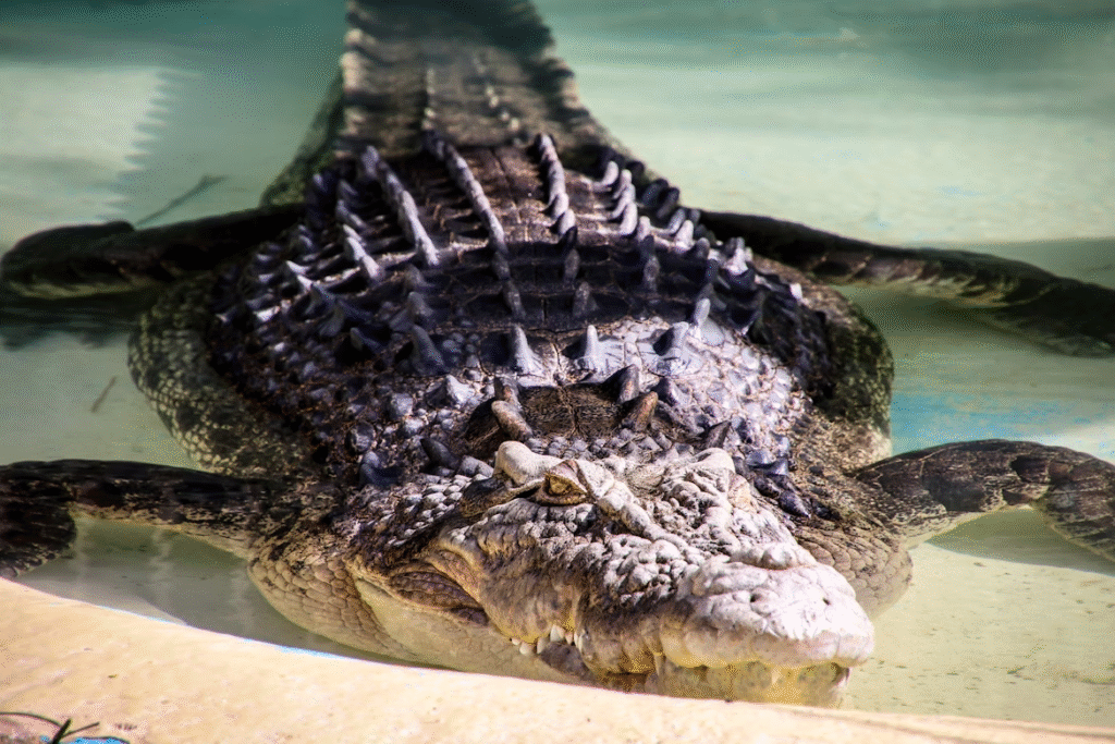 saltwater Crocodile