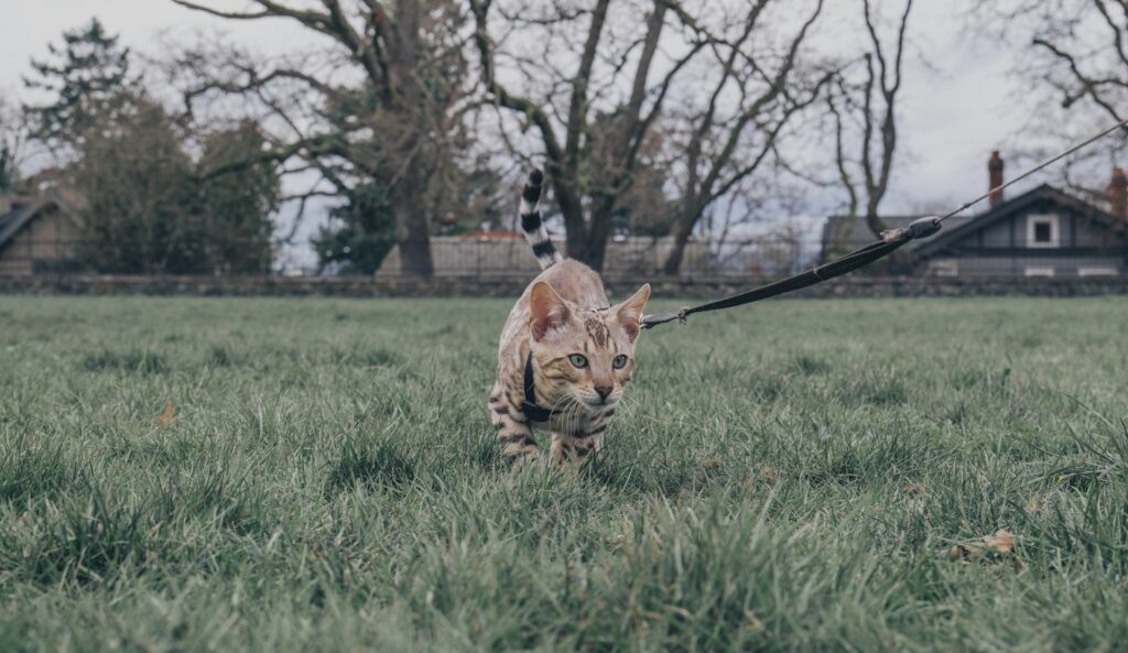 a small cat walking across a lush green field
