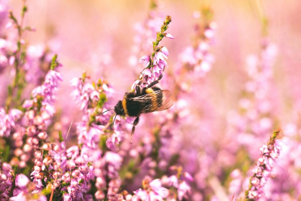 shallow focus photography of bee on flower