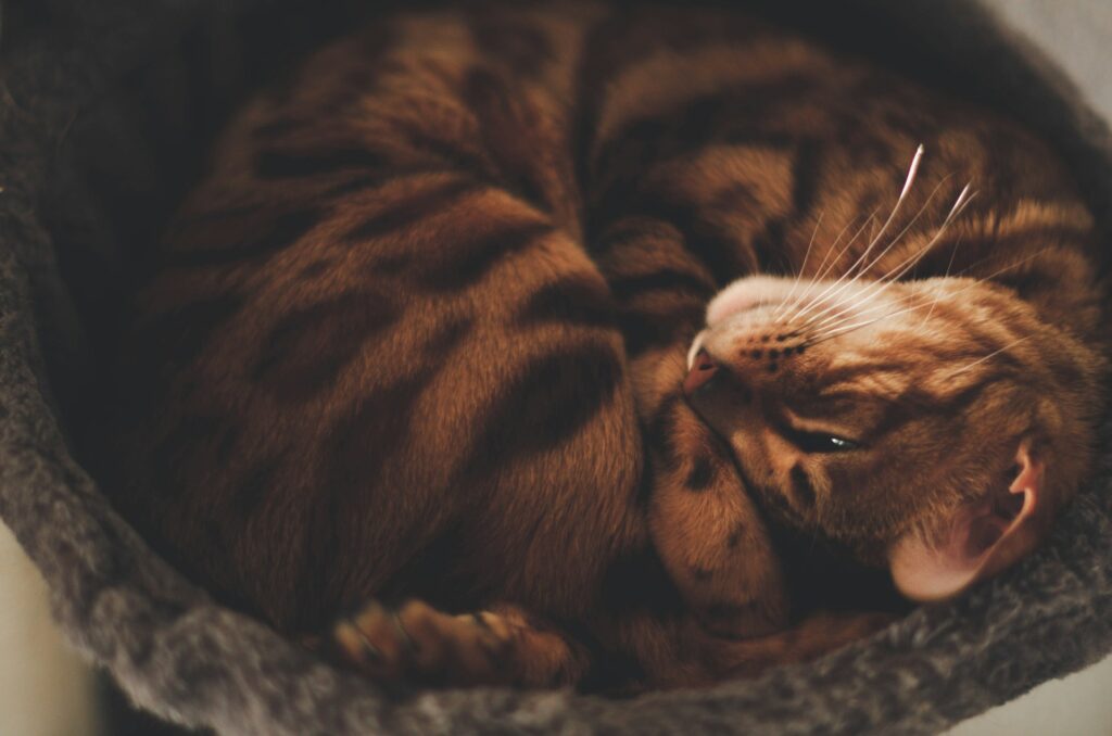 a cat is curled up in a cat bed
